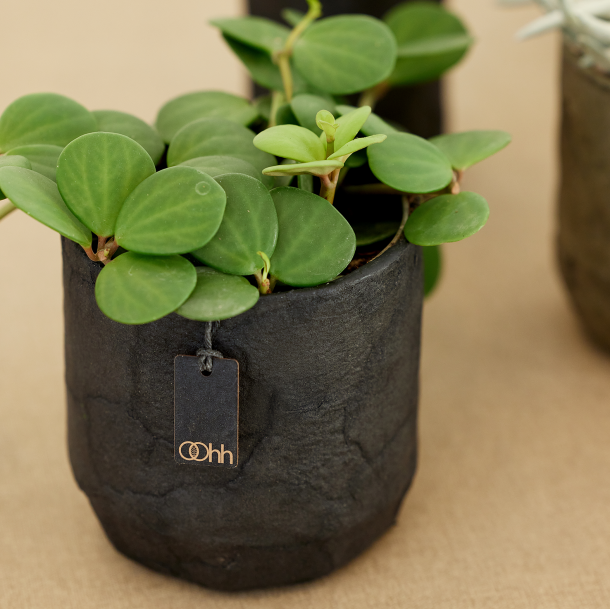 Pulp flower pot. Zero Waste, Black