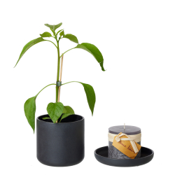 ANNA potte m/skl, sand finish, Black