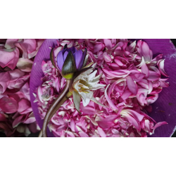 St m/20 lyknskningskort med Lotus blomst