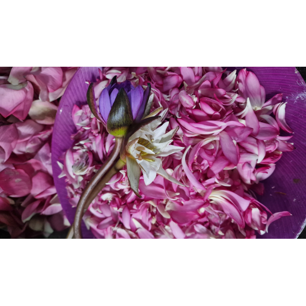 St m/20 lyknskningskort med Lotus blomst