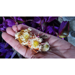 St m/20 lyknskningskort med Lotus blomst