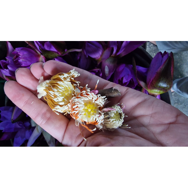 St m/20 lyknskningskort med Lotus blomst