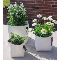 Florence potte, White