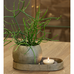 Pulp oval tray, Burnt Olive