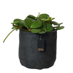 Pulp flower pot. Zero Waste, Black