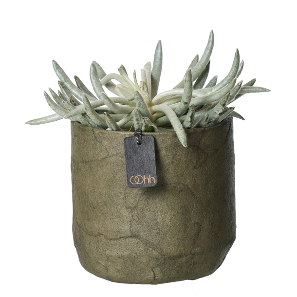 Pulp flower pot. Zero Waste, Burnt Olive