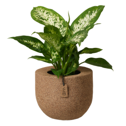 Wood'z pique fleur vase, Light Wood