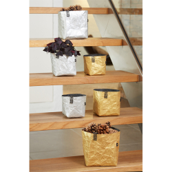 Krllet papirspotte, Guld