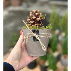 Set of 2 Tokyo pots, Taupe