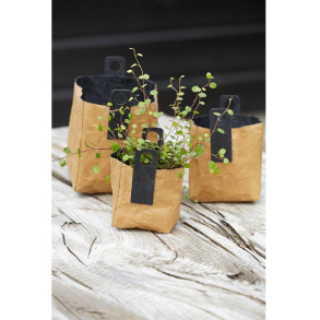 krllet firkantet papirspotte, Natur