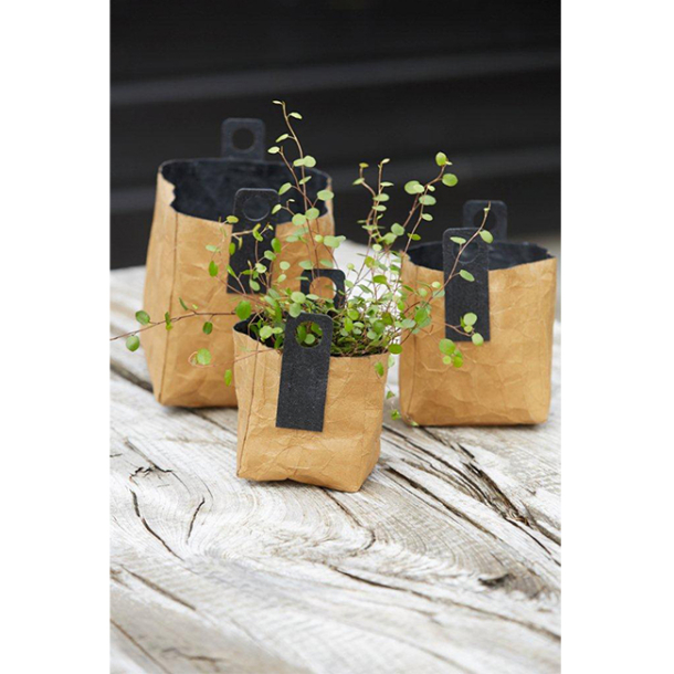 krllet firkantet papirspotte, Natur