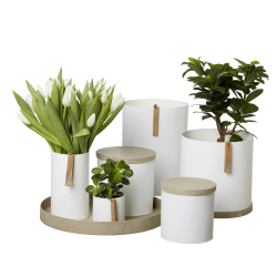 Rome bakke, Lysebrun