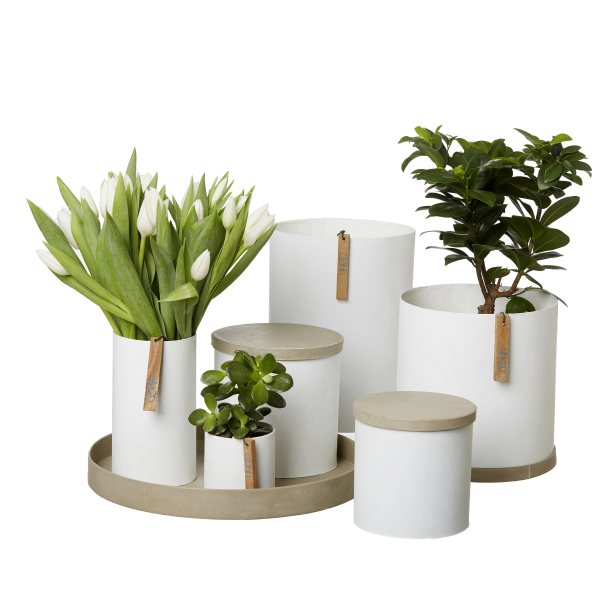 Rome bakke, Lysebrun