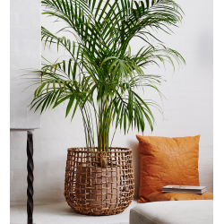 S/3 kurve, water hyacinth