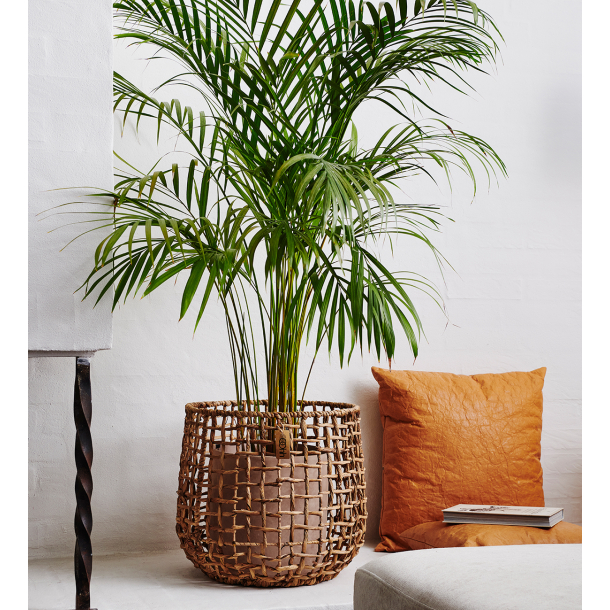 S/3 kurve, water hyacinth